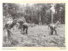 Japanese supply lines from Rabaul had been severed since early 1944. In May 1945, these Australian troops reaped the fruits of Japanese efforts at self-sufficiency when they discovered a garden of sweet potatoes.