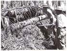 Australian soldiers take a closer look at a destroyed Japanese machine gun post, Buna, December 1942.  It was elaborate fortifications like this, coupled with a willingness on the part of their defenders to hold them to the death, that helped to forge a grudging respect amongst most Australian soldiers for their Japanese opponent’s bravery and ability as a fighter.