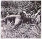　 １９４５年６月、ボルネオのボーフォート。豪２の２２大隊の先遣隊が発見した日本兵の死体。日本兵は信用できない狂信者であるという評判があったため、降伏しようとする日本兵に遭遇した際、大抵のオーストラリア兵は「先に撃って、後で尋問する」方策を採った。同様に、戦闘中に日本兵の死体や負傷者の側を通過する際もオーストラリア兵は習慣的に倒れた日本兵に向けて銃撃していった。